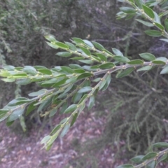 Acacia paradoxa (Kangaroo Thorn) at Campbell, ACT - 3 Apr 2015 by SilkeSma