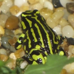 Pseudophryne pengilleyi (Northern Corroboree Frog) at ANBG - 20 Jan 2010 by GeoffRobertson