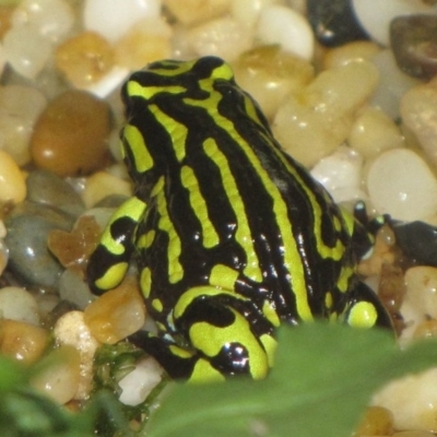 Pseudophryne pengilleyi (Northern Corroboree Frog) at ANBG - 20 Jan 2010 by GeoffRobertson