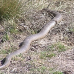 Pseudonaja textilis (Eastern Brown Snake) at Winifred, NSW - 3 Oct 2008 by GeoffRobertson