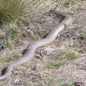 Pseudonaja textilis at Winifred, NSW - 3 Oct 2008