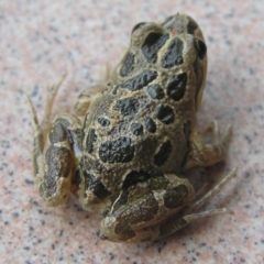 Limnodynastes tasmaniensis (Spotted Grass Frog) at Winifred, NSW - 7 Jun 2008 by GeoffRobertson