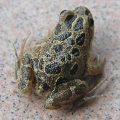 Limnodynastes tasmaniensis (Spotted Grass Frog) at Winifred, NSW - 7 Jun 2008 by GeoffRobertson