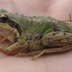 Litoria verreauxii verreauxii (Whistling Tree-frog) at Winifred, NSW - 6 Jun 2008 by GeoffRobertson