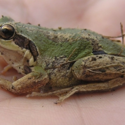 Litoria verreauxii verreauxii (Whistling Tree-frog) at Winifred, NSW - 6 Jun 2008 by GeoffRobertson