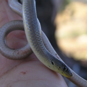 Delma inornata at Tharwa, ACT - 5 Apr 2008 12:00 AM