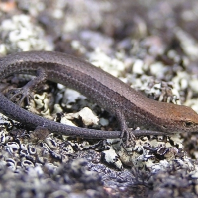 Lampropholis guichenoti (Common Garden Skink) at Winifred, NSW - 29 Mar 2008 by GeoffRobertson