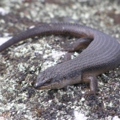 Egernia saxatilis (Black Rock Skink) at Winifred, NSW - 29 Mar 2008 by GeoffRobertson