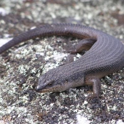 Egernia saxatilis (Black Rock Skink) at Winifred, NSW - 28 Mar 2008 by GeoffRobertson