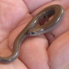 Hemiergis talbingoensis (Three-toed Skink) at Winifred, NSW - 29 Mar 2008 by GeoffRobertson