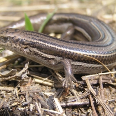 Acritoscincus duperreyi (Eastern Three-lined Skink) at Winifred, NSW - 29 Mar 2008 by GeoffRobertson