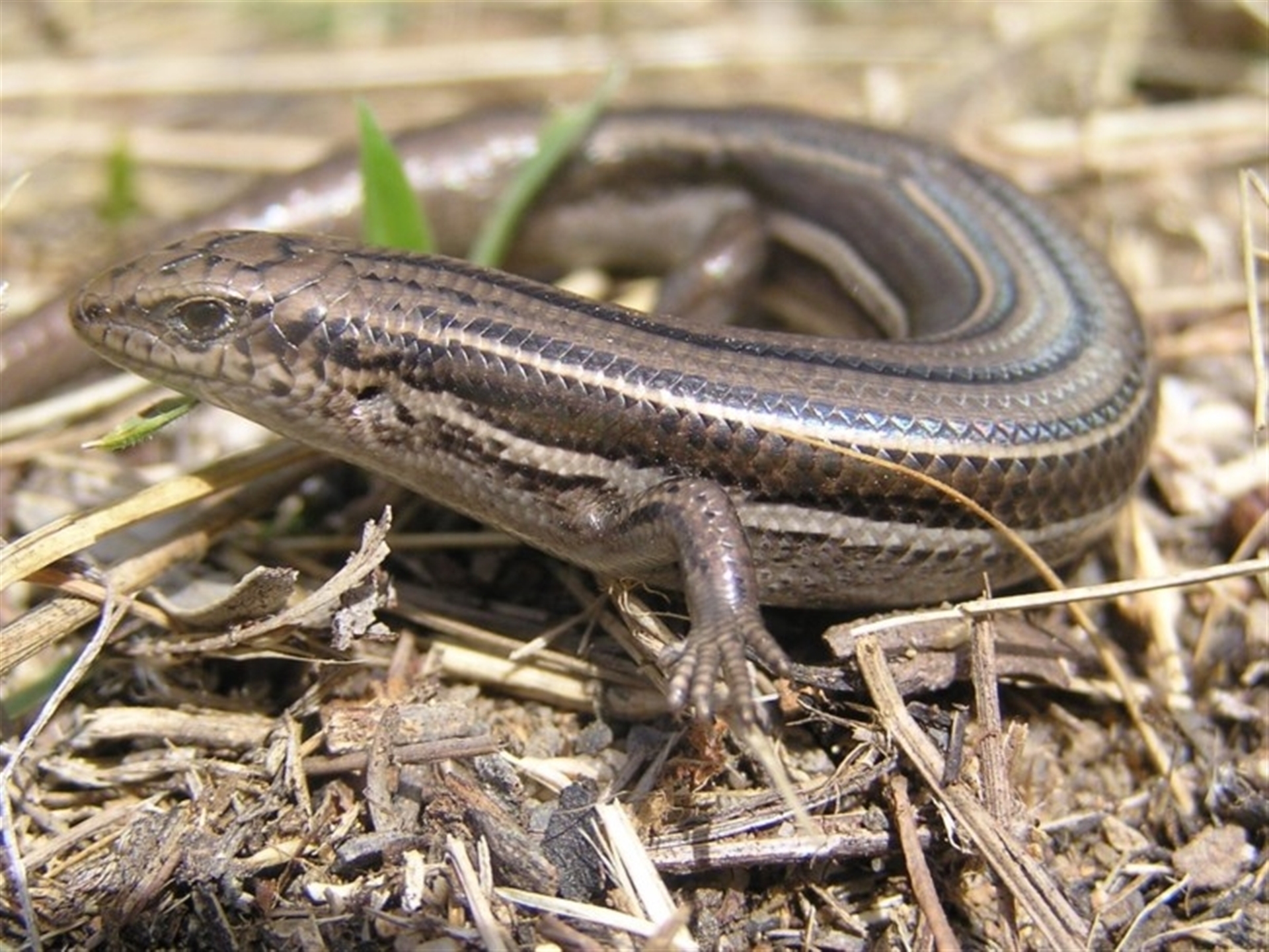 Acritoscincus duperreyi at Winifred, NSW - 29 Mar 2008 12:00 AM