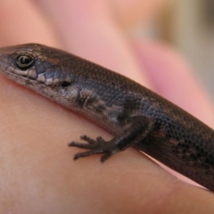 Pseudemoia entrecasteauxii (Woodland Tussock-skink) at Winifred, NSW - 29 Mar 2008 by GeoffRobertson