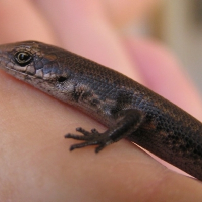 Pseudemoia entrecasteauxii (Woodland Tussock-skink) at Winifred, NSW - 29 Mar 2008 by GeoffRobertson