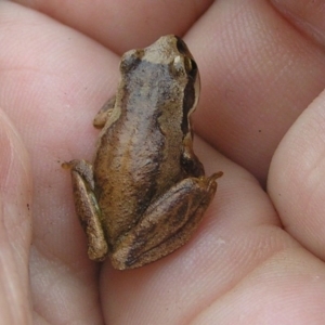 Litoria verreauxii verreauxii at Winifred, NSW - 24 Mar 2008