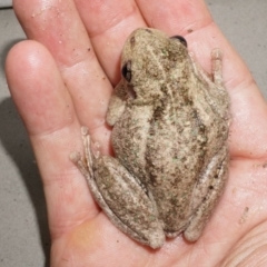 Litoria peronii (Peron's Tree Frog, Emerald Spotted Tree Frog) at Watson, ACT - 21 Nov 2013 by AaronClausen