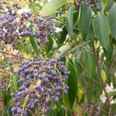 Ligustrum lucidum (Large-leaved Privet) at Farrer, ACT - 6 Apr 2015 by Mike