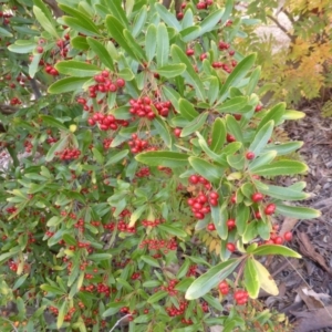 Pyracantha crenulata at Farrer, ACT - 6 Apr 2015 04:02 PM