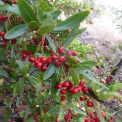 Pyracantha crenulata at Farrer, ACT - 6 Apr 2015 04:02 PM