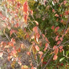 Unverified at Farrer, ACT - 6 Apr 2015 by Mike