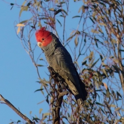 Callocephalon fimbriatum (Gang-gang Cockatoo) at Mount Ainslie - 13 Sep 2018 by WalterEgo