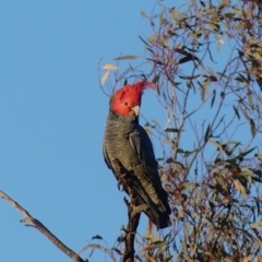 Callocephalon fimbriatum at Hackett, ACT - 13 Sep 2018