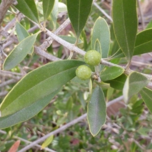 Olea europaea subsp. cuspidata at Farrer, ACT - 6 Apr 2015 04:03 PM