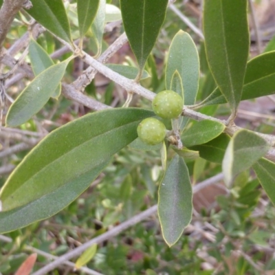 Olea europaea subsp. cuspidata (African Olive) at Farrer, ACT - 6 Apr 2015 by Mike