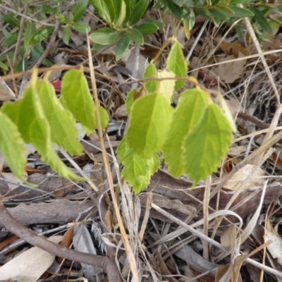 Celtis australis (Nettle Tree) at Farrer, ACT - 6 Apr 2015 by Mike