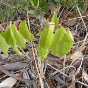 Celtis australis at Farrer, ACT - 6 Apr 2015