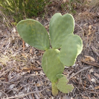 Opuntia sp. (Prickly Pear) at Farrer, ACT - 6 Apr 2015 by Mike