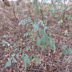 Indigofera australis subsp. australis (Australian Indigo) at Isaacs, ACT - 6 Apr 2015 by Mike