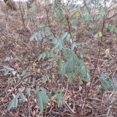 Indigofera australis subsp. australis (Australian Indigo) at Isaacs, ACT - 6 Apr 2015 by Mike