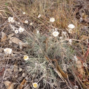 Leucochrysum albicans subsp. tricolor at Farrer, ACT - 6 Apr 2015 04:12 PM