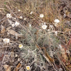 Leucochrysum albicans subsp. tricolor at Farrer, ACT - 6 Apr 2015