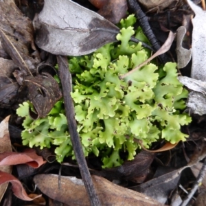 Cladia muelleri at Farrer, ACT - 6 Apr 2015