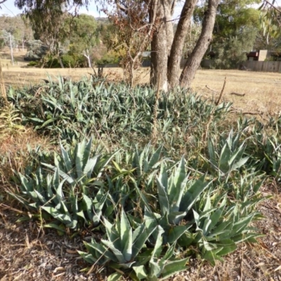 Agave americana (Century Plant) at Farrer Ridge - 6 Apr 2015 by Mike