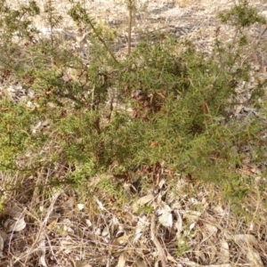 Acacia ulicifolia at Farrer, ACT - 6 Apr 2015 04:29 PM