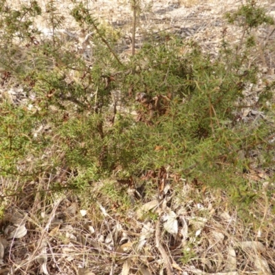 Acacia ulicifolia (Prickly Moses) at Farrer, ACT - 6 Apr 2015 by Mike