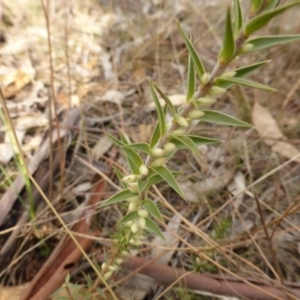 Melichrus urceolatus at Farrer, ACT - 6 Apr 2015