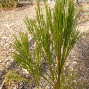 Exocarpos cupressiformis at Farrer, ACT - 6 Apr 2015