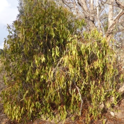 Amyema (genus) (Mistletoe) at Farrer, ACT - 6 Apr 2015 by Mike