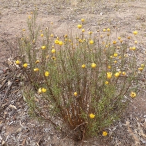 Xerochrysum viscosum at Farrer, ACT - 6 Apr 2015 04:31 PM