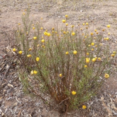 Xerochrysum viscosum (Sticky Everlasting) at Farrer, ACT - 6 Apr 2015 by Mike