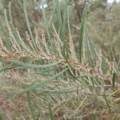 Acacia boormanii (Snowy River Wattle) at Farrer Ridge - 6 Apr 2015 by Mike