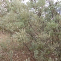 Acacia boormanii at Farrer, ACT - 6 Apr 2015