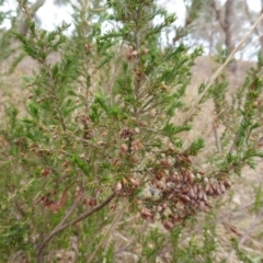 Erica lusitanica (Spanish Heath ) at Farrer, ACT - 6 Apr 2015 by Mike
