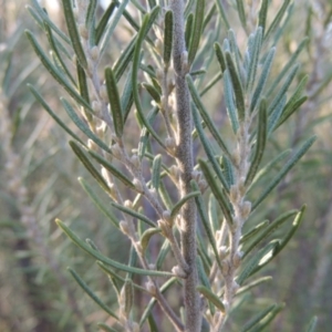 Bertya rosmarinifolia at Paddys River, ACT - 31 Mar 2015