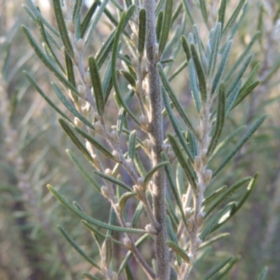 Bertya rosmarinifolia (Rosemary Bertya) at Paddys River, ACT - 31 Mar 2015 by MichaelBedingfield