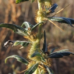 Xanthium spinosum (Bathurst Burr) at Paddys River, ACT - 31 Mar 2015 by MichaelBedingfield